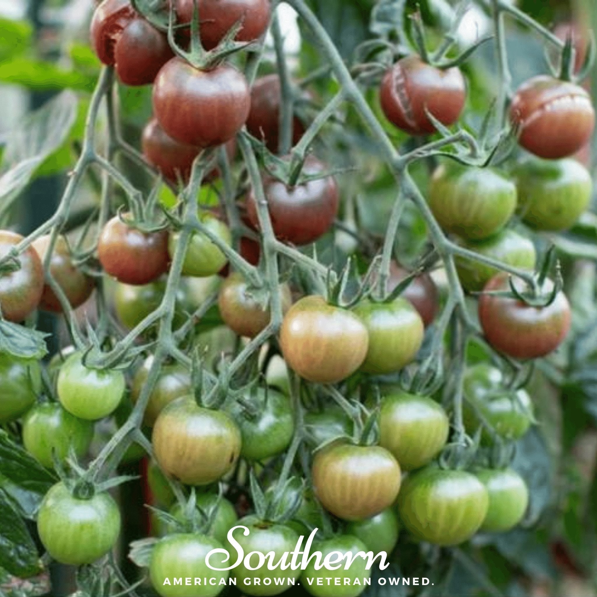 Chocolate Cherry Tomato – 25 Seeds Southern Seeds