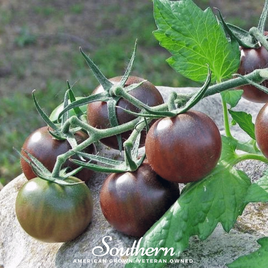 Chocolate Cherry Tomato – 25 Seeds Southern Seeds