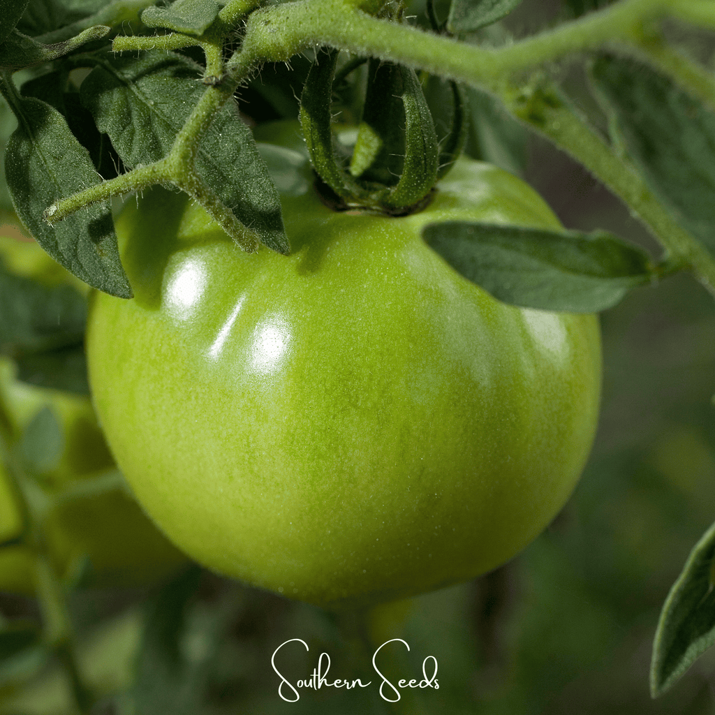 Evergreen Tomato – 50 Seeds Southern Seeds