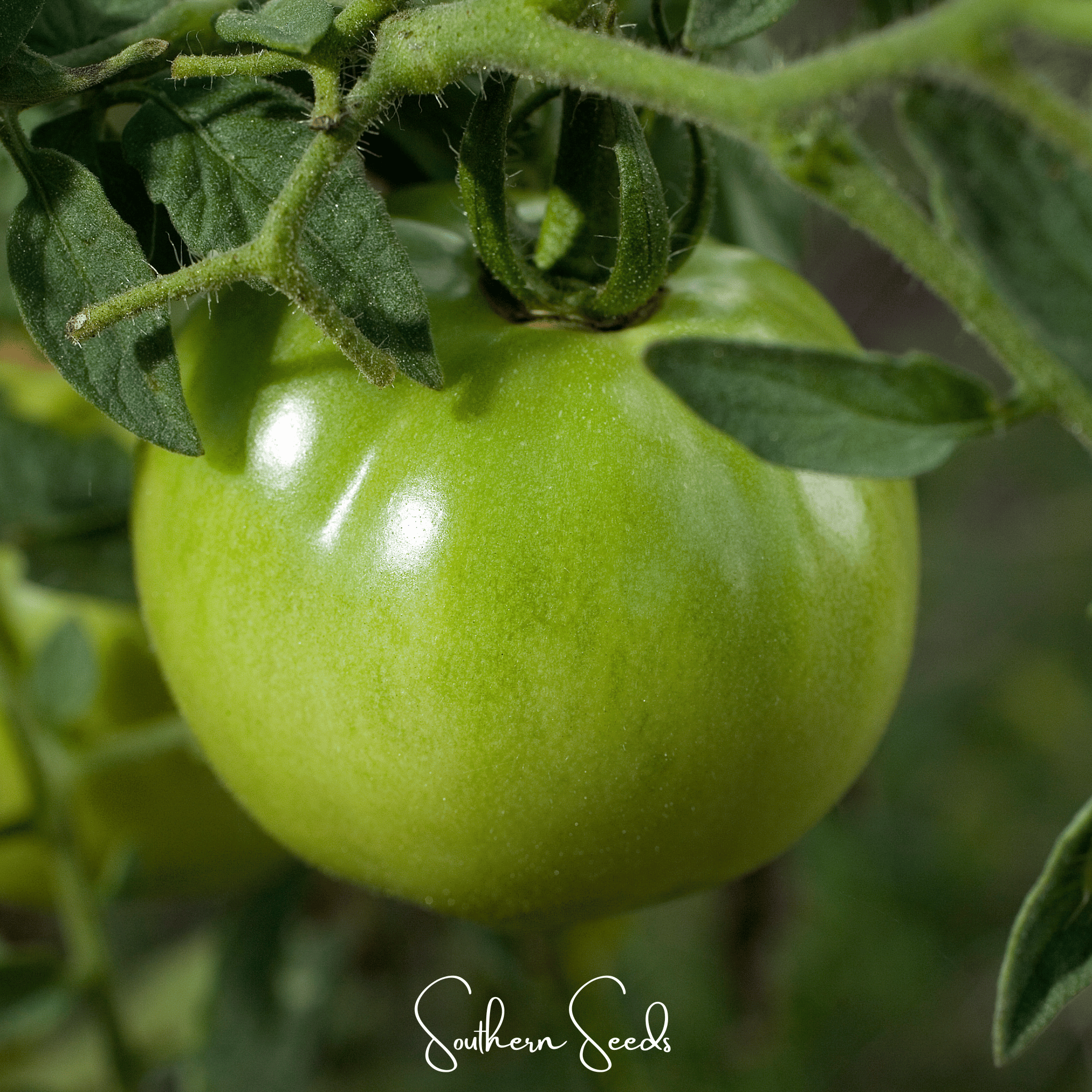 Evergreen Tomato – 50 Seeds Southern Seeds