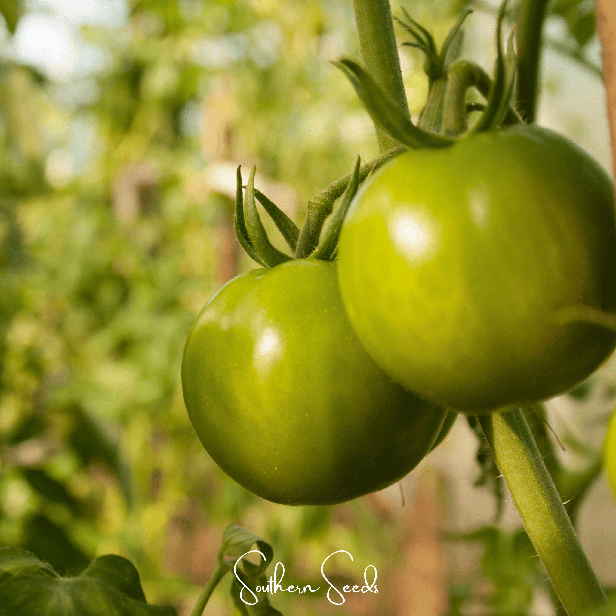 Evergreen Tomato – 50 Seeds Southern Seeds