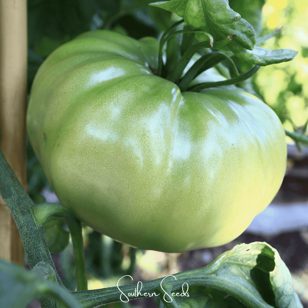 Evergreen Tomato – 50 Seeds Southern Seeds