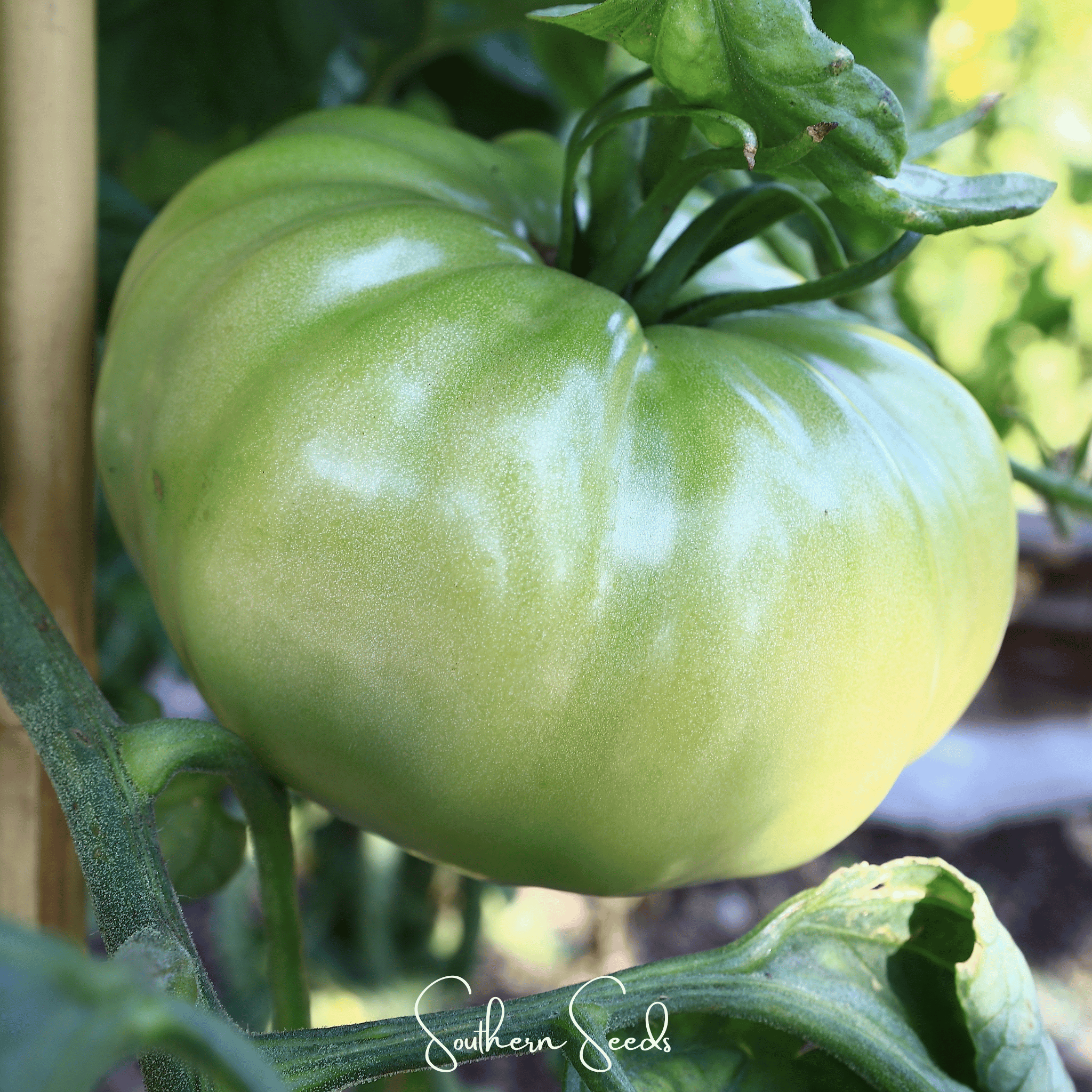 Evergreen Tomato – 50 Seeds Southern Seeds