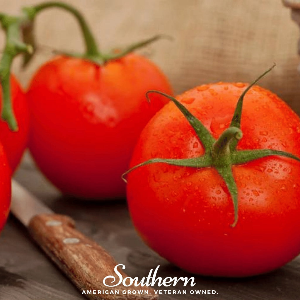 Floridade Tomato – 50 Seeds Southern Seeds