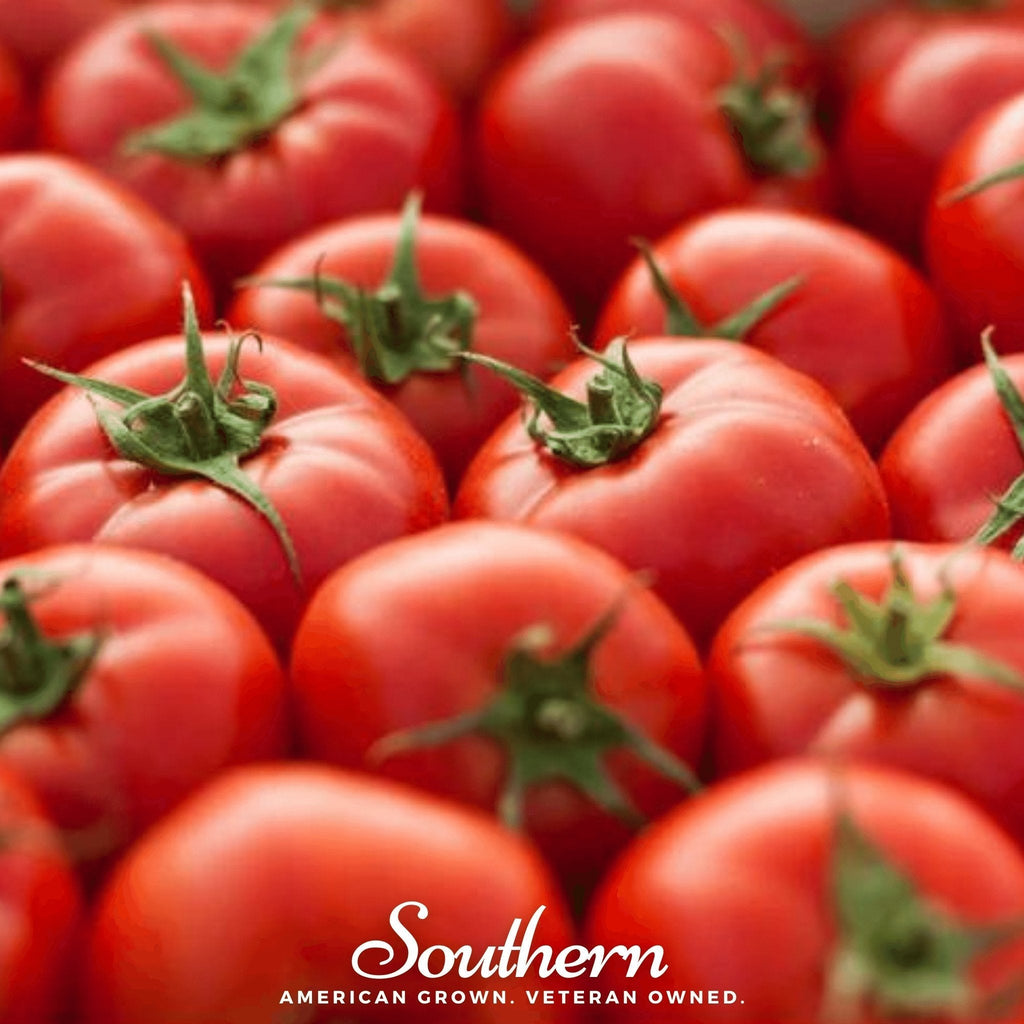 Floridade Tomato – 50 Seeds Southern Seeds