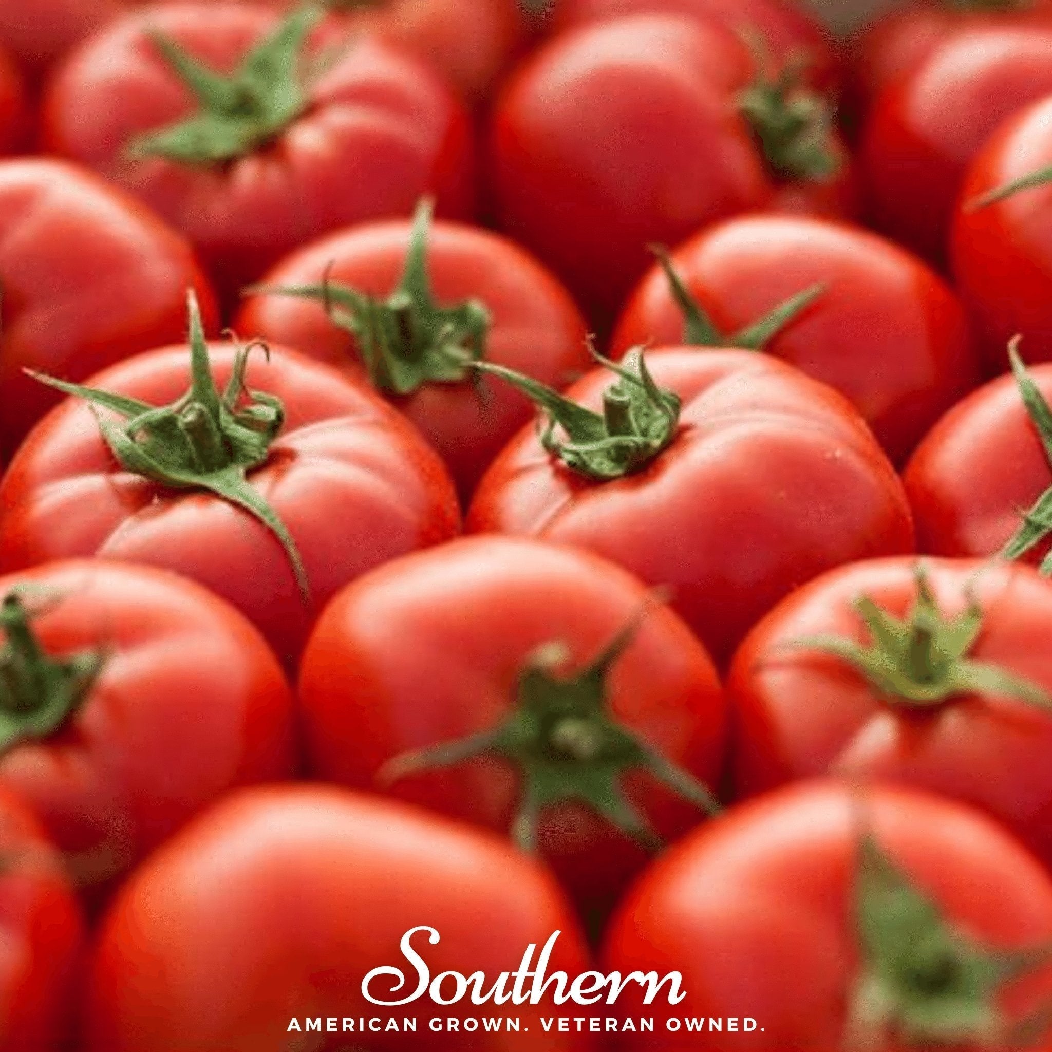 Floridade Tomato – 50 Seeds Southern Seeds