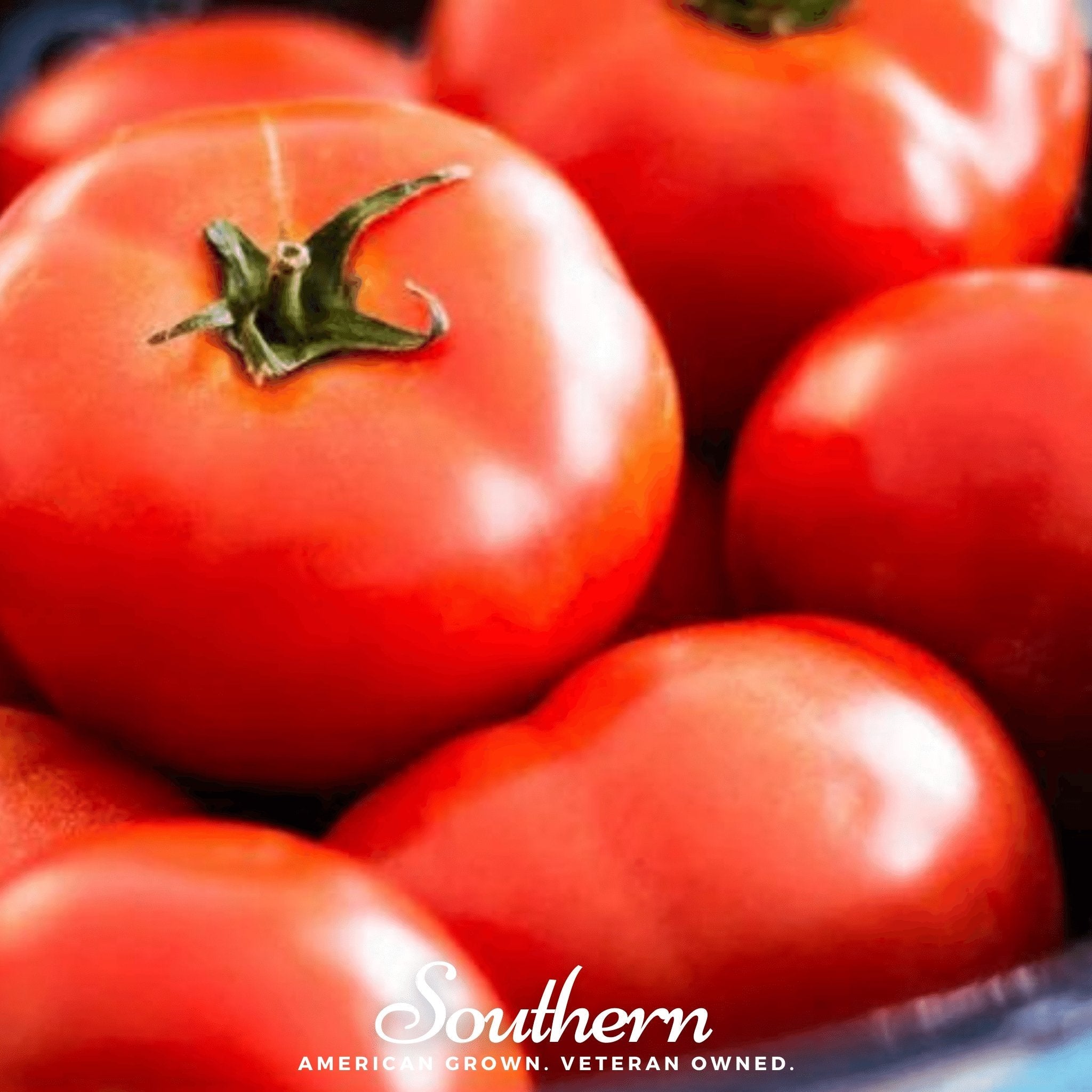 Floridade Tomato – 50 Seeds Southern Seeds
