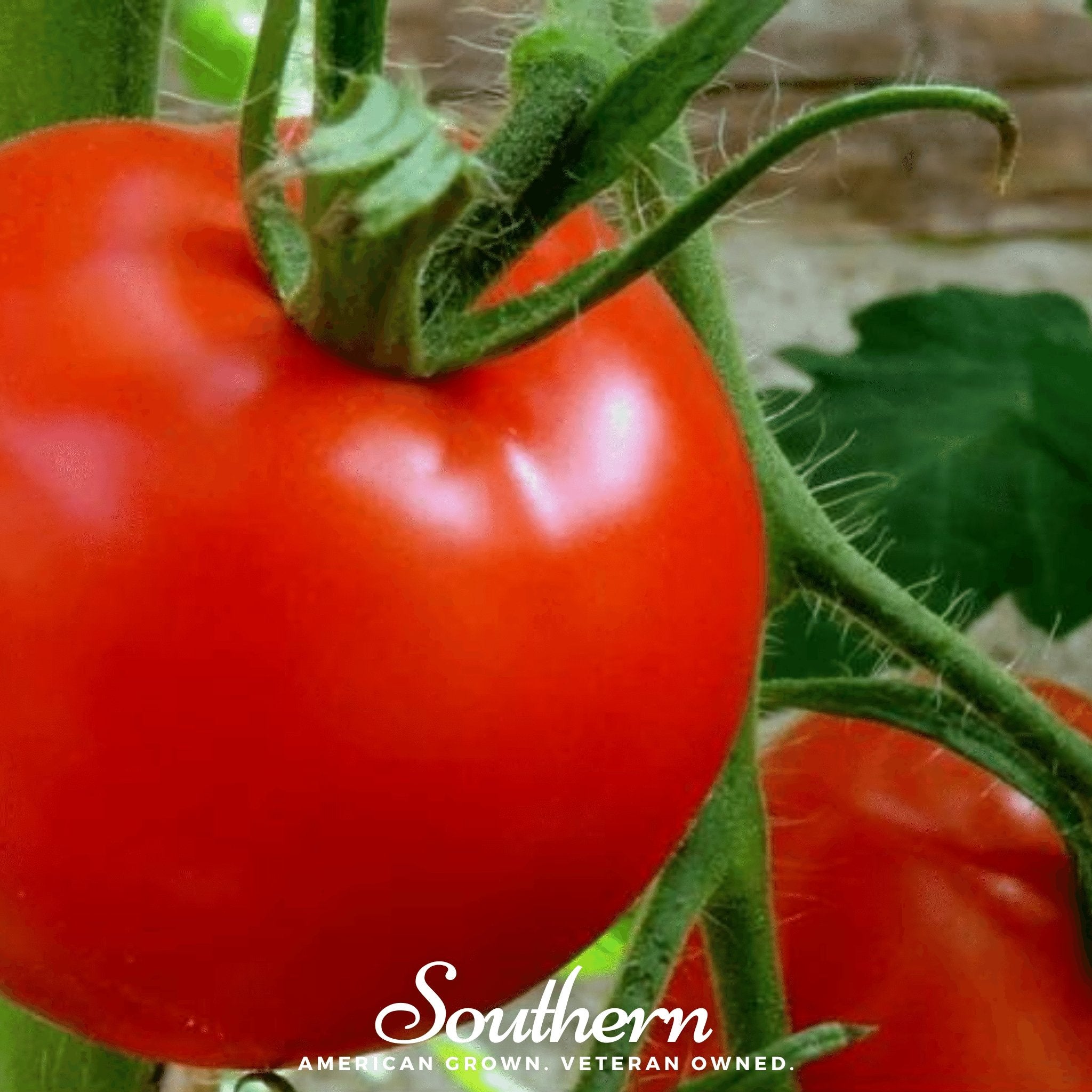 Floridade Tomato – 50 Seeds Southern Seeds