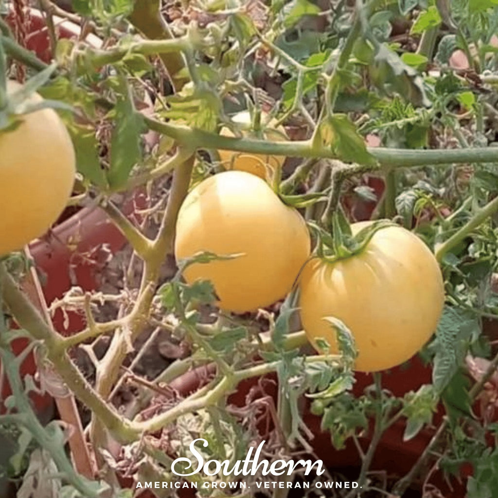Garden Peach Tomato – 50 Seeds Southern Seeds