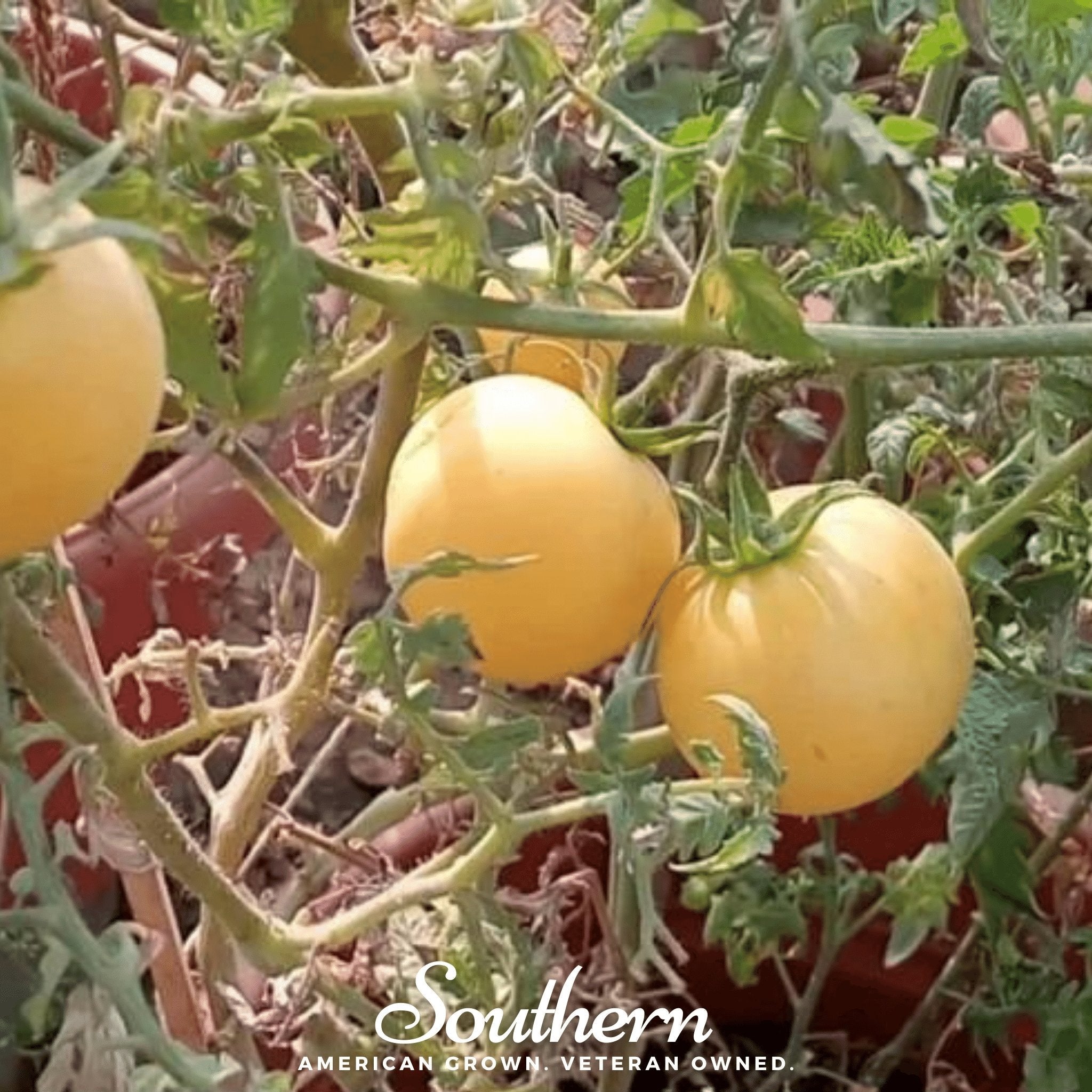 Garden Peach Tomato – 50 Seeds Southern Seeds