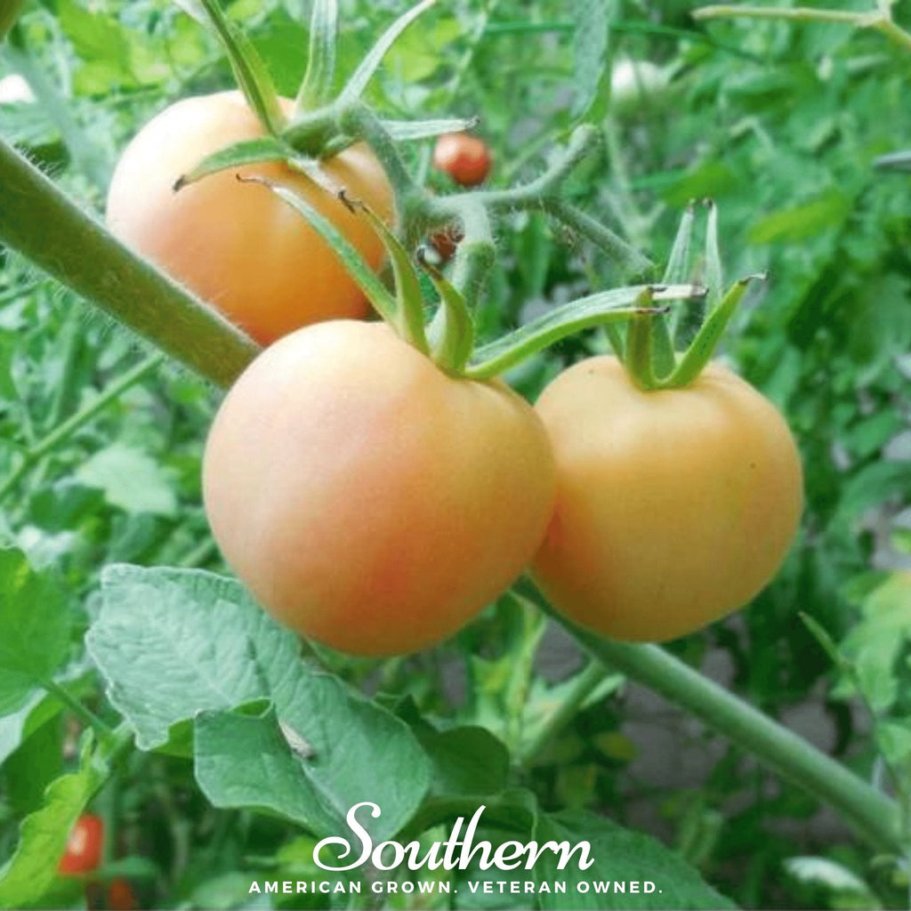 Garden Peach Tomato – 50 Seeds Southern Seeds