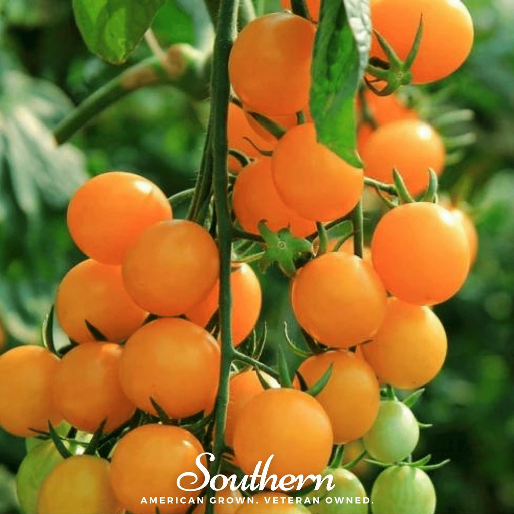 Gold Nugget Tomato – 50 Seeds Southern Seeds