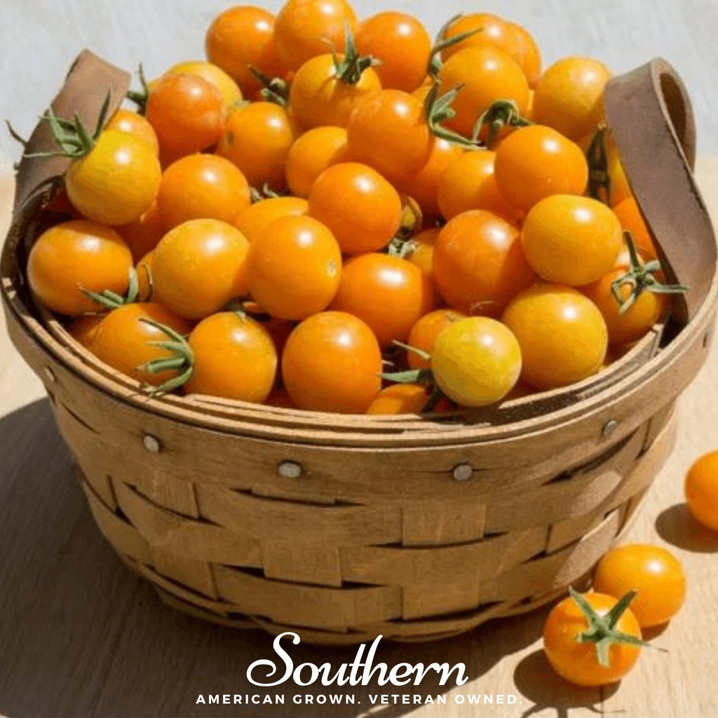 Gold Nugget Tomato – 50 Seeds Southern Seeds