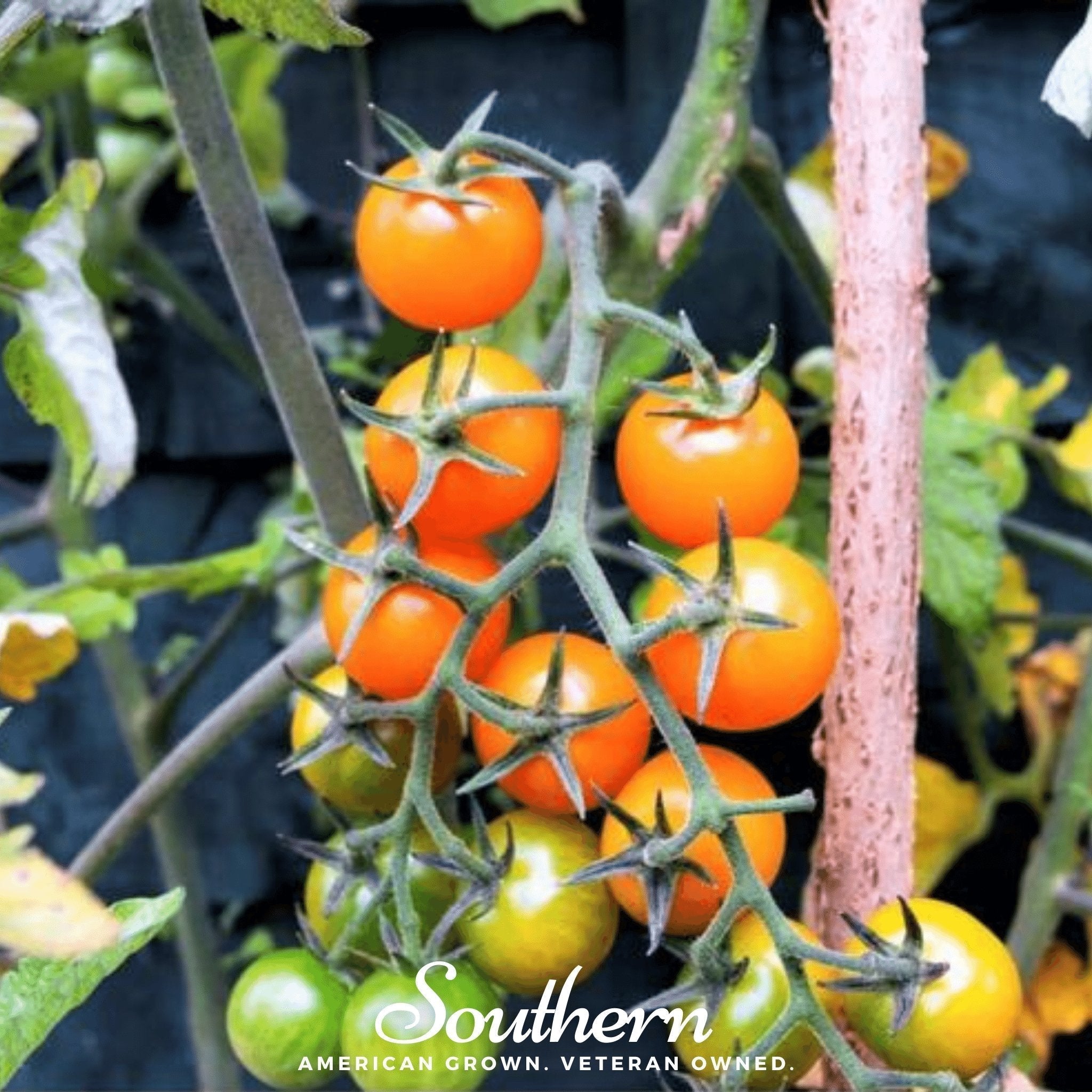 Gold Nugget Tomato – 50 Seeds Southern Seeds