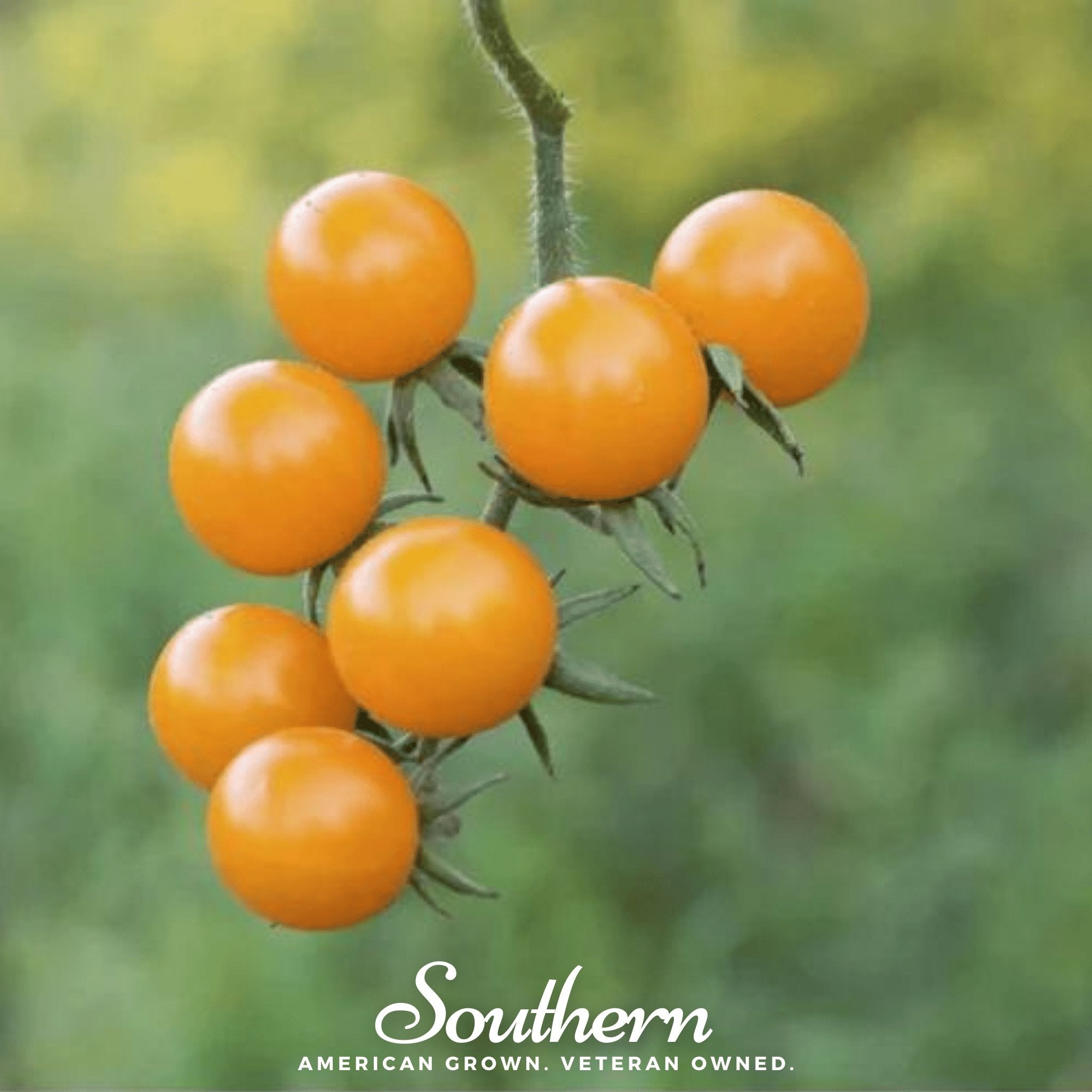 Gold Nugget Tomato – 50 Seeds Southern Seeds