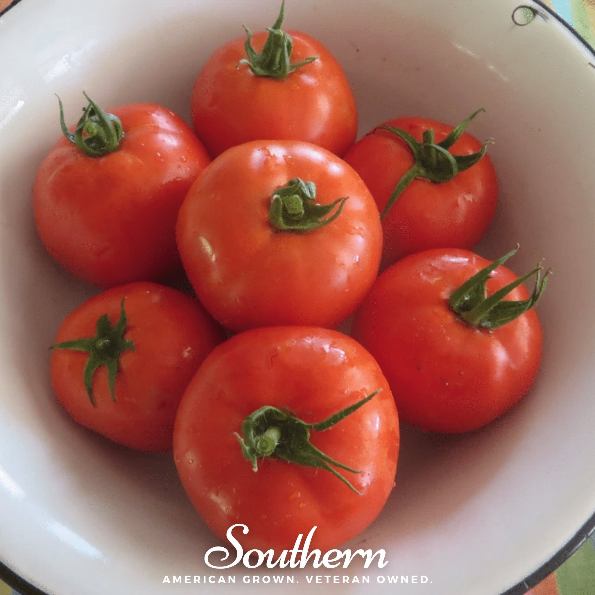 Homestead Tomato – 50 Seeds Southern Seeds