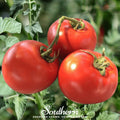 Homestead Tomato – 50 Seeds Southern Seeds