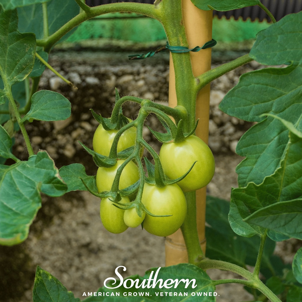 Moneymaker Tomato – 50 Seeds Southern Seeds