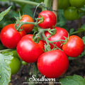 Moneymaker Tomato – 50 Seeds Southern Seeds
