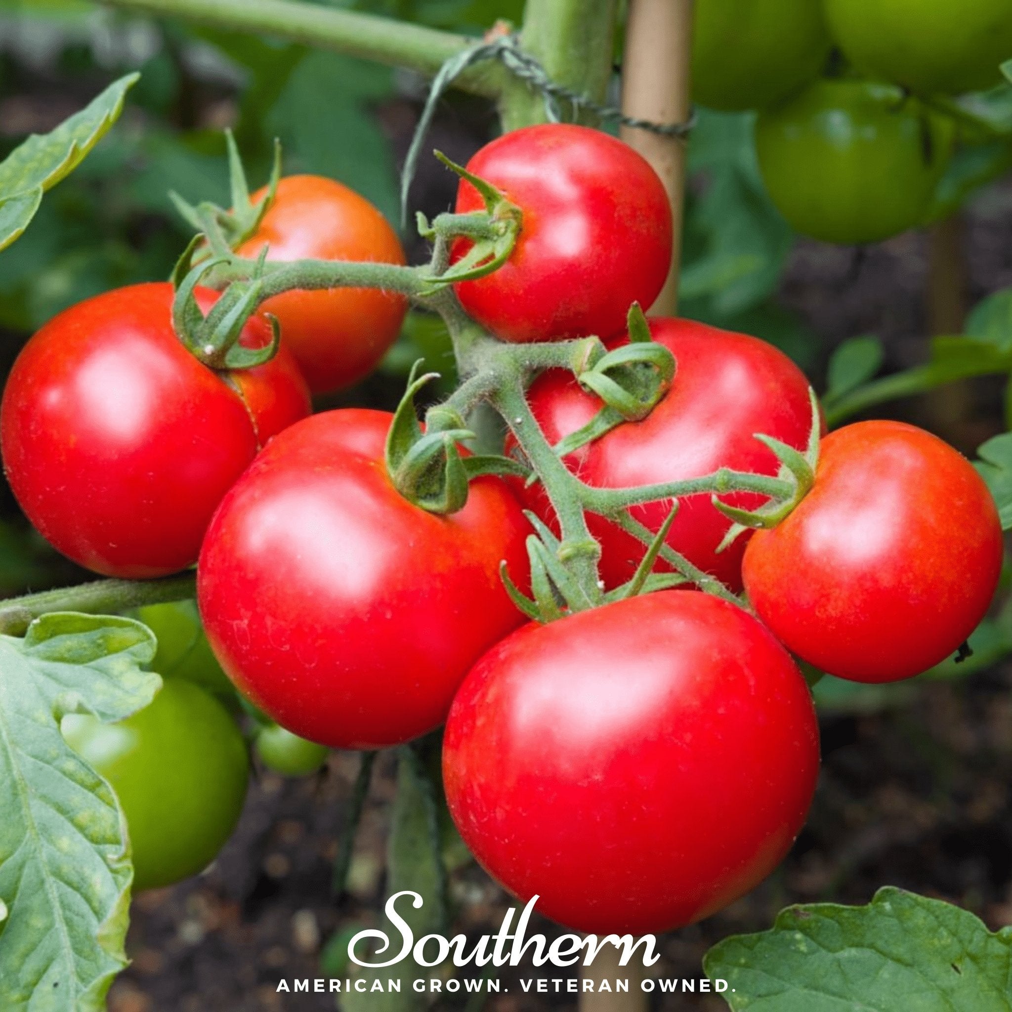 Moneymaker Tomato – 50 Seeds Southern Seeds
