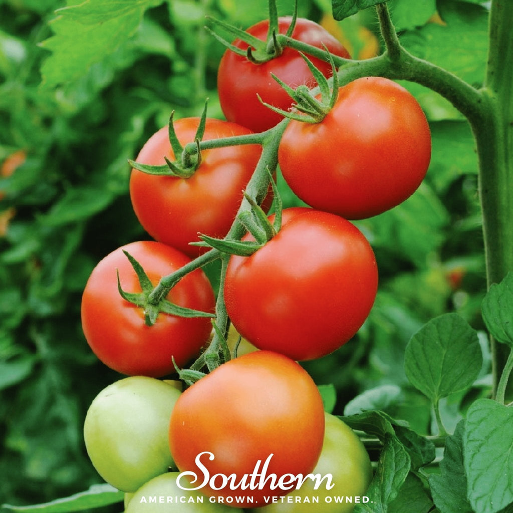 Moneymaker Tomato – 50 Seeds Southern Seeds
