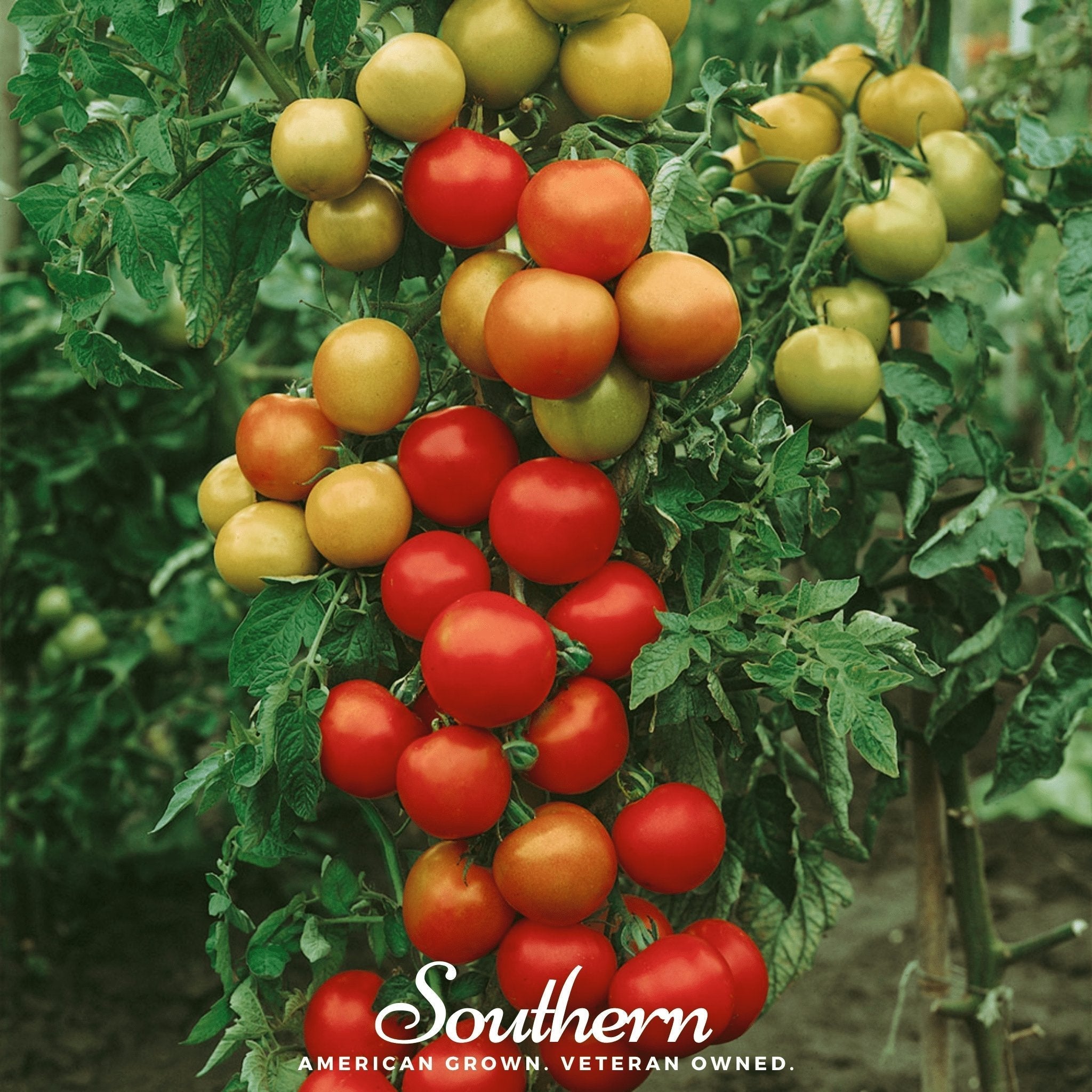 Moneymaker Tomato – 50 Seeds Southern Seeds