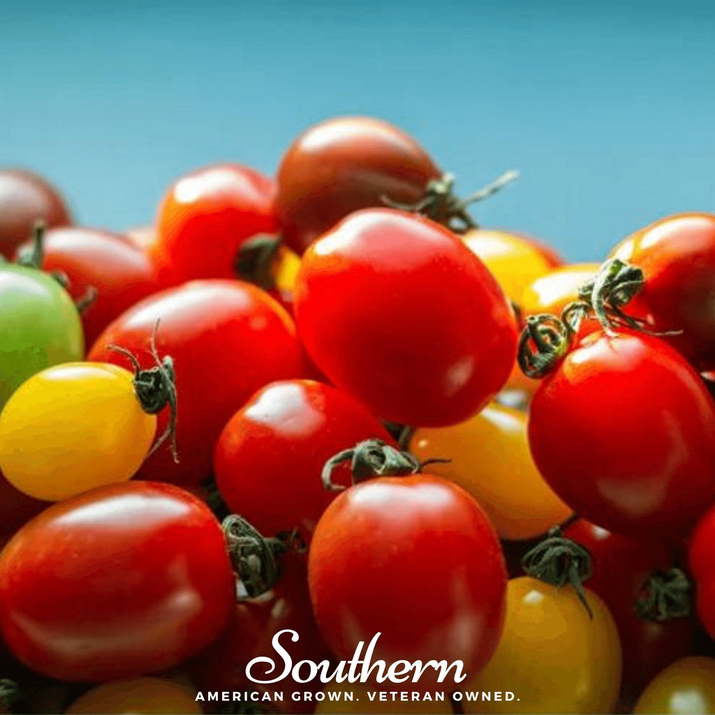 Rainbow Cherry Tomato – 50 Seeds Southern Seeds