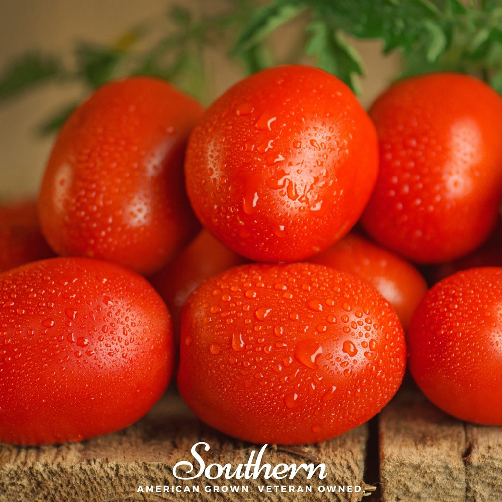Roma VF Tomato – 50 Seeds Southern Seeds