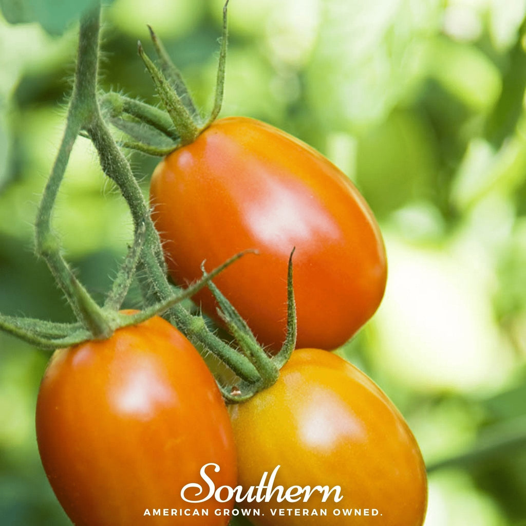 Roma VF Tomato – 50 Seeds Southern Seeds