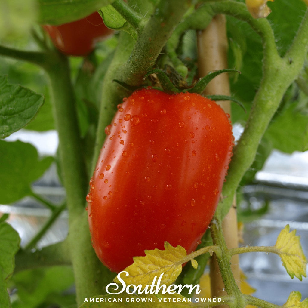 San Marzano Tomato – 50 Seeds Southern Seeds