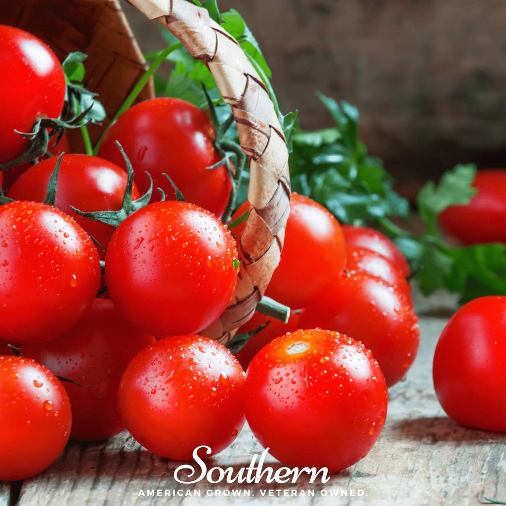 Small Red Cherry Tomato – 50 Seeds Southern Seeds