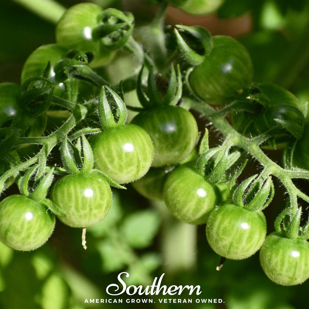 Sweetie Tomato – 50 Seeds Southern Seeds
