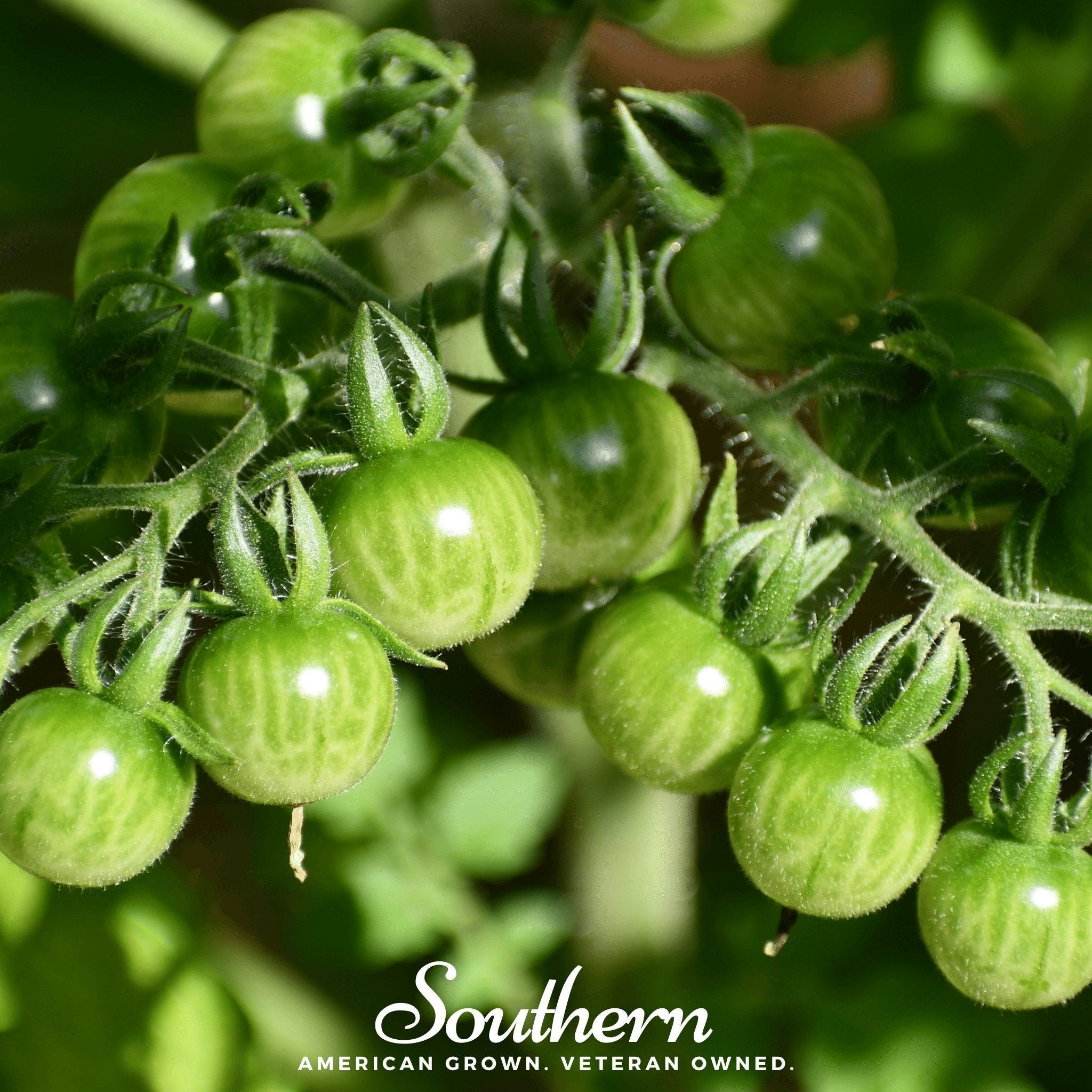Sweetie Tomato – 50 Seeds Southern Seeds