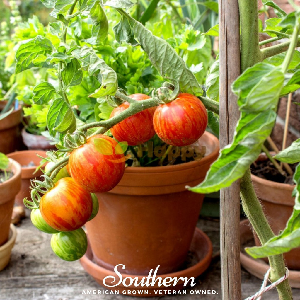 Tigerella Tomato – 50 Seeds Southern Seeds