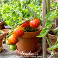 Tigerella Tomato – 50 Seeds Southern Seeds