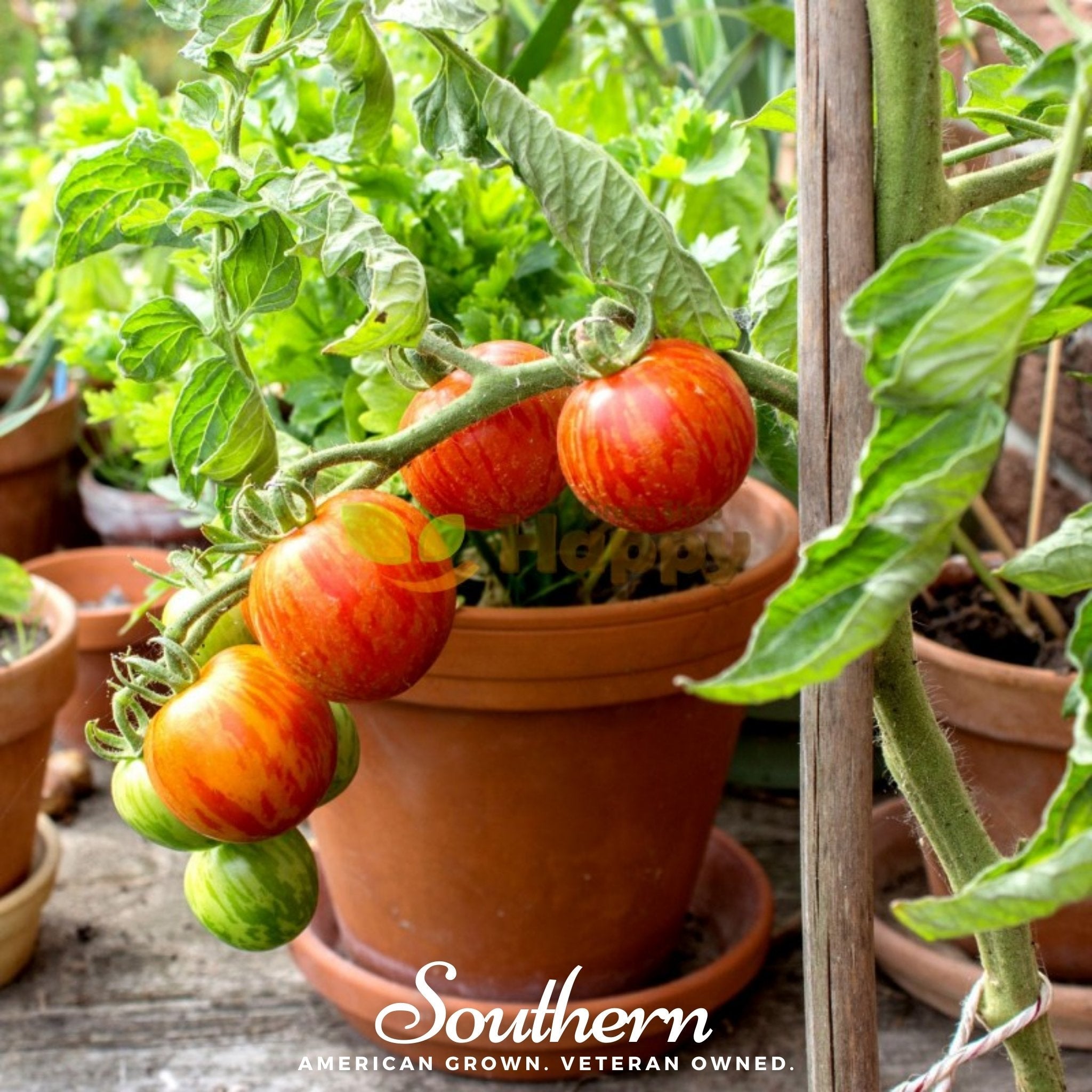 Tigerella Tomato – 50 Seeds Southern Seeds