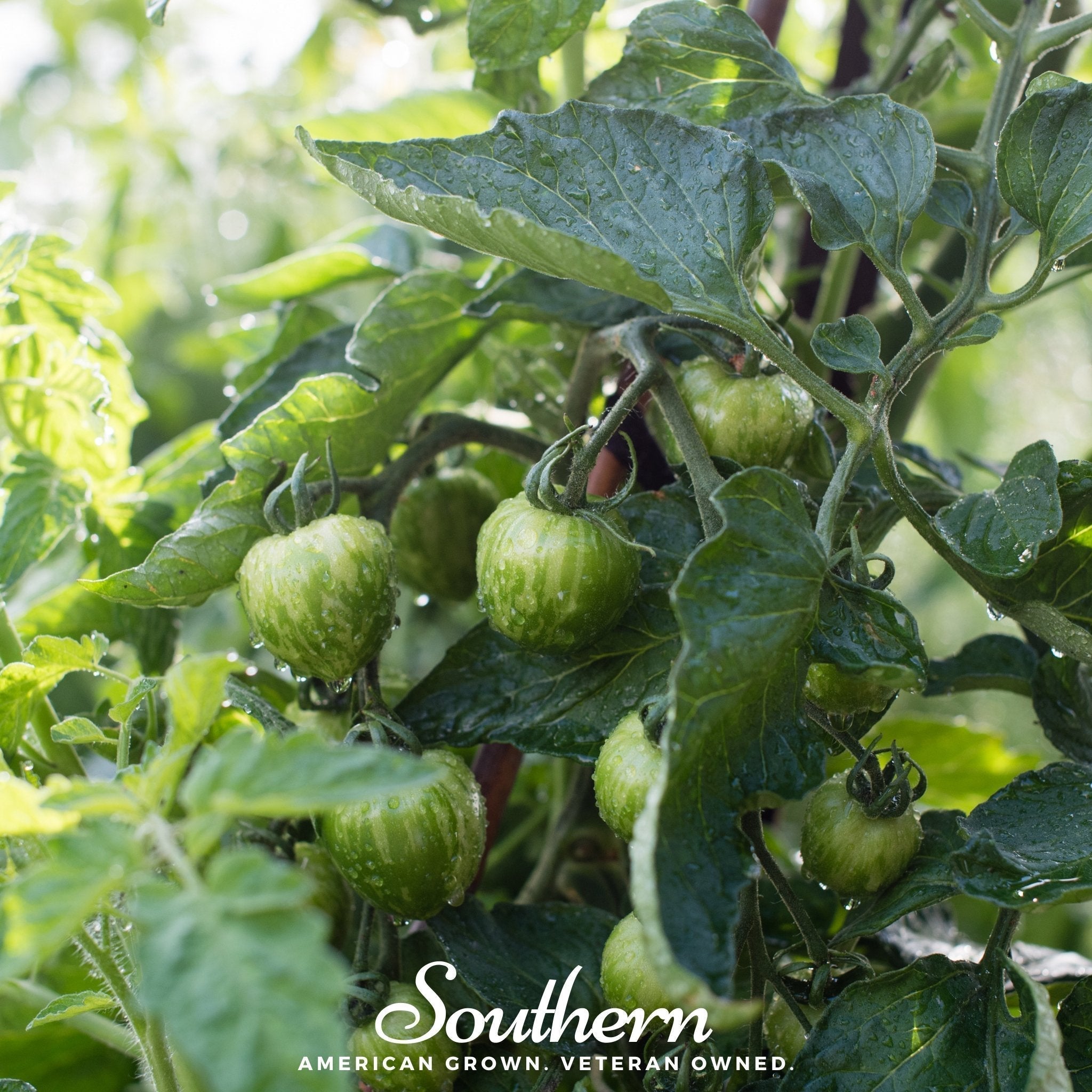 Tigerella Tomato – 50 Seeds Southern Seeds