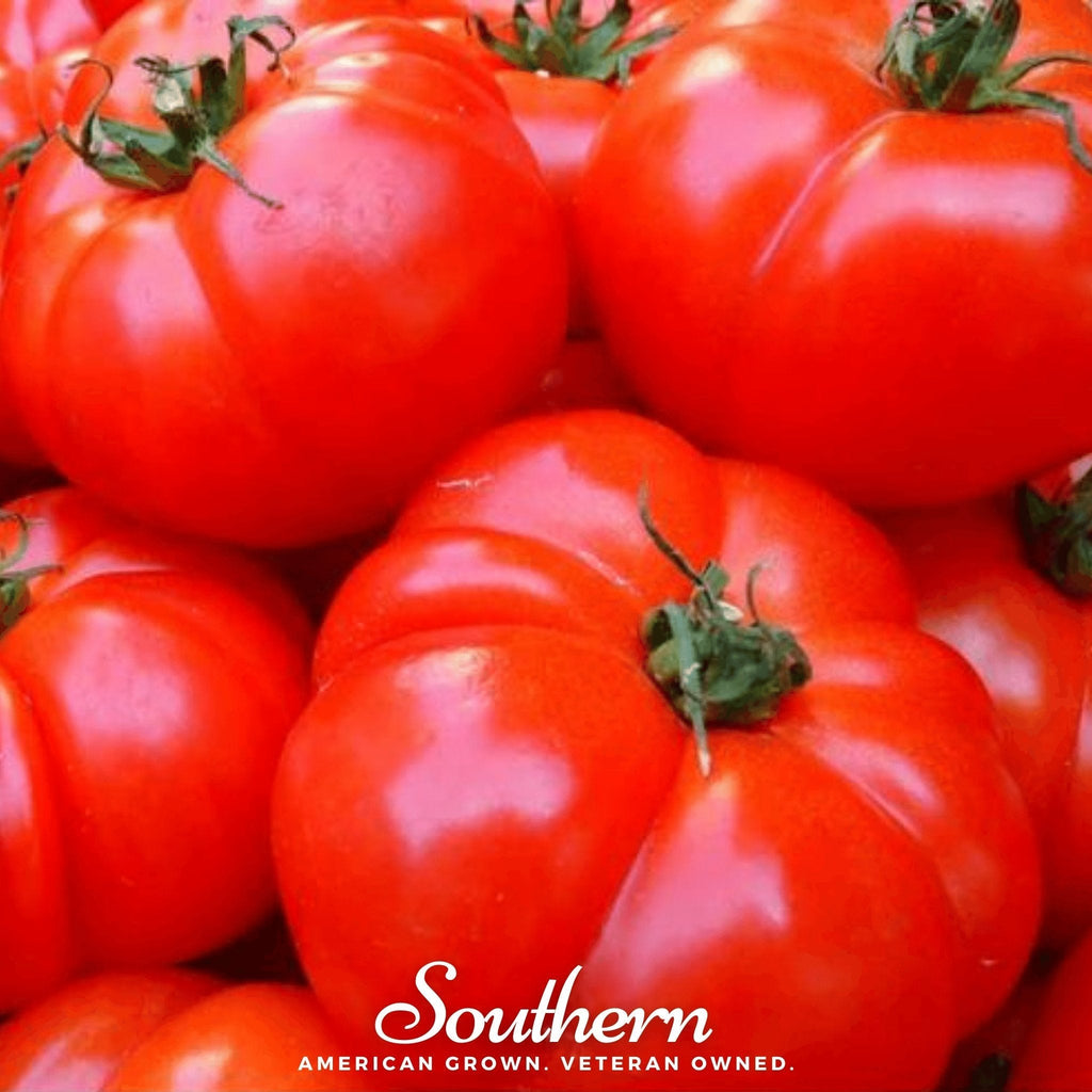VR Moscow Tomato – 50 Seeds Southern Seeds