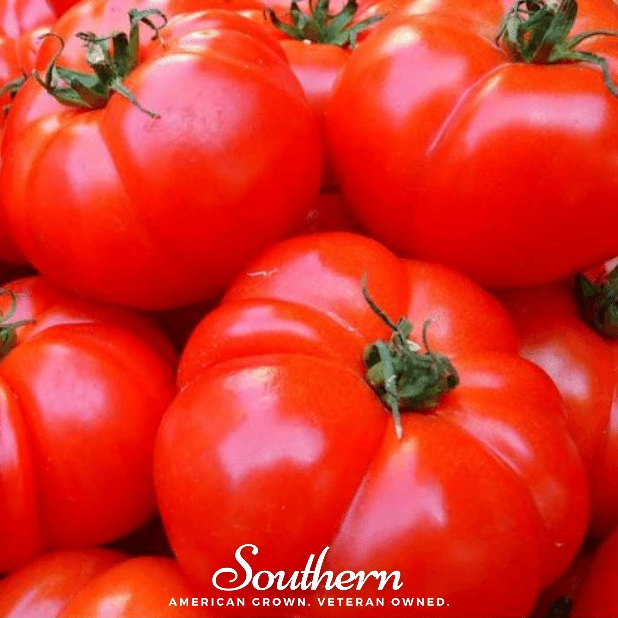 VR Moscow Tomato – 50 Seeds Southern Seeds