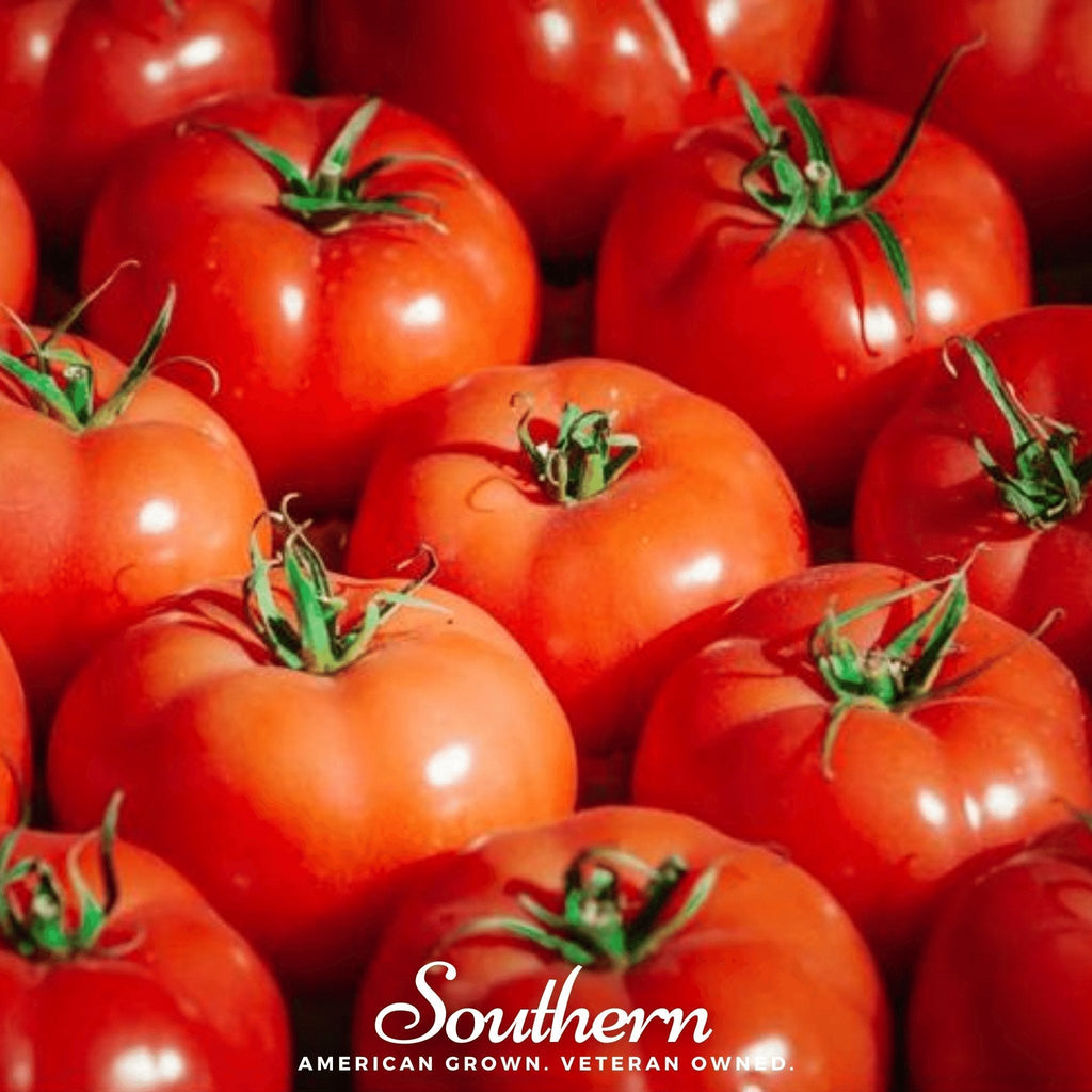 VR Moscow Tomato – 50 Seeds Southern Seeds