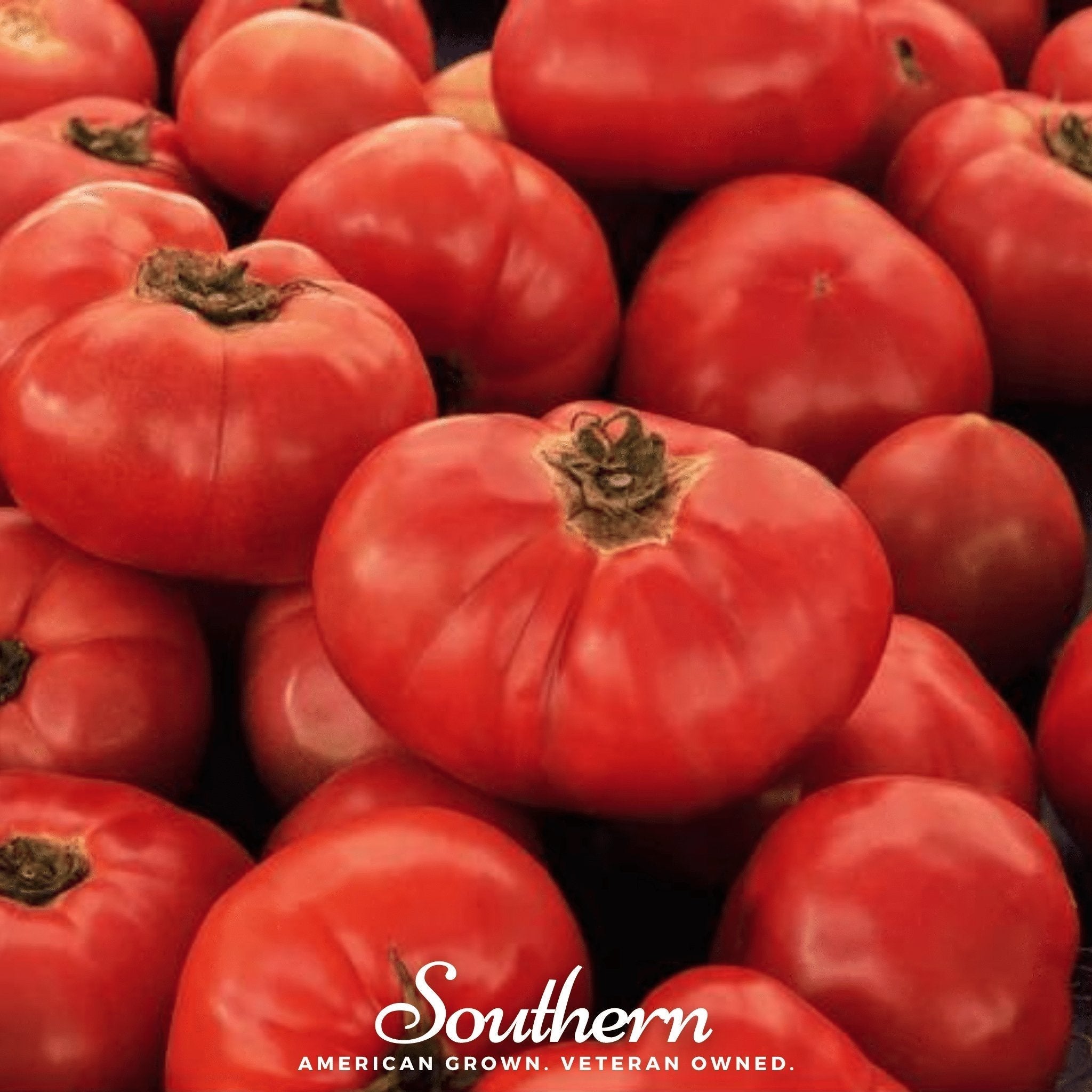 VR Moscow Tomato – 50 Seeds Southern Seeds