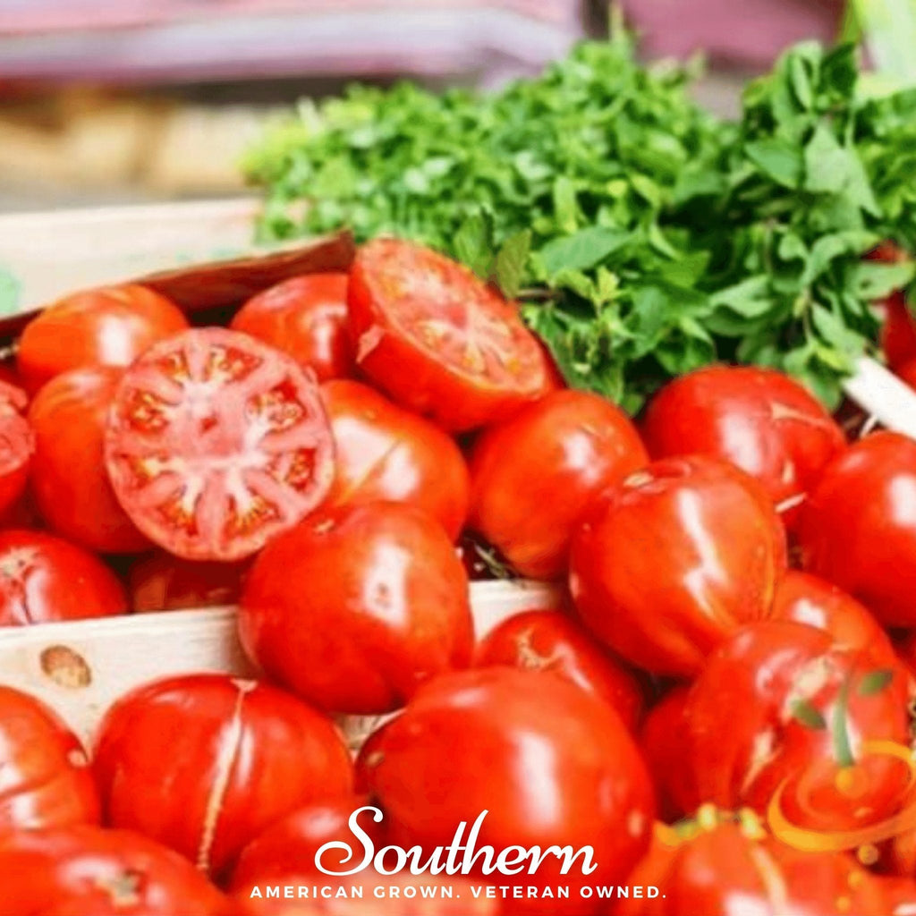 VR Moscow Tomato – 50 Seeds Southern Seeds