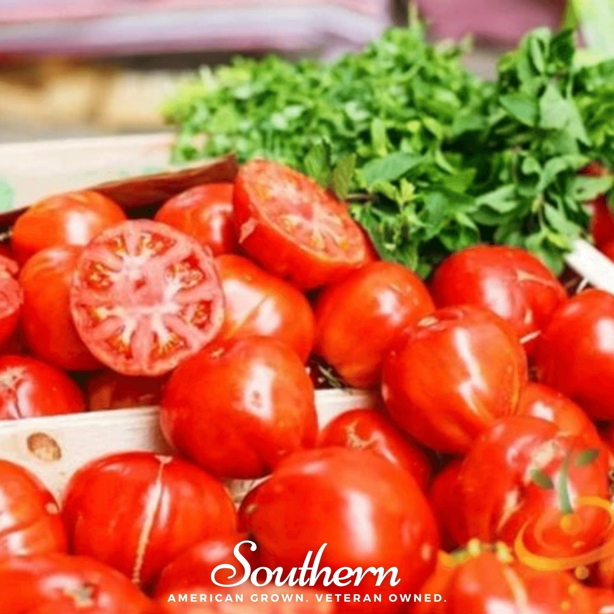 VR Moscow Tomato – 50 Seeds Southern Seeds