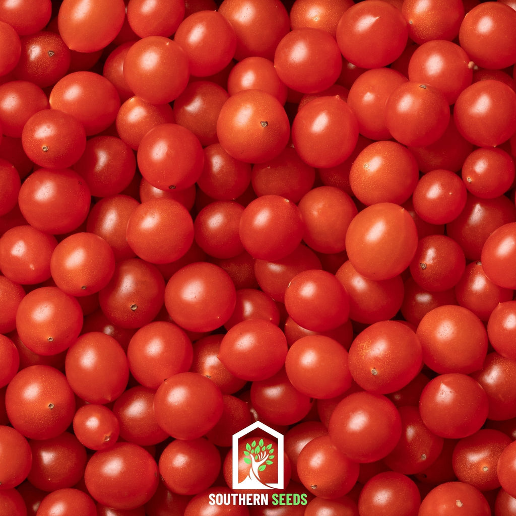 World's Smallest Tomato – Tomberry – 25 Seeds Southern Seeds