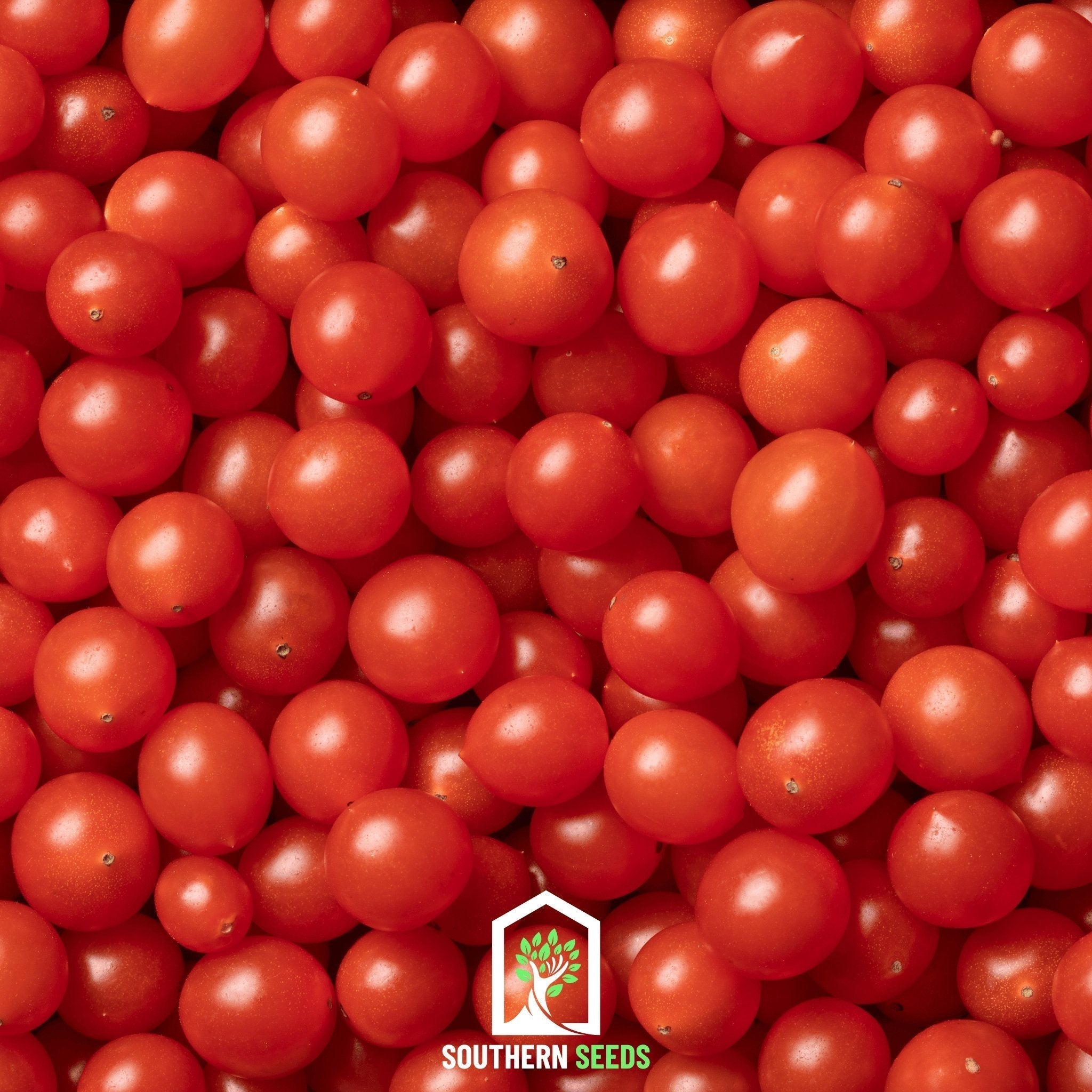 World's Smallest Tomato – Tomberry – 25 Seeds Southern Seeds