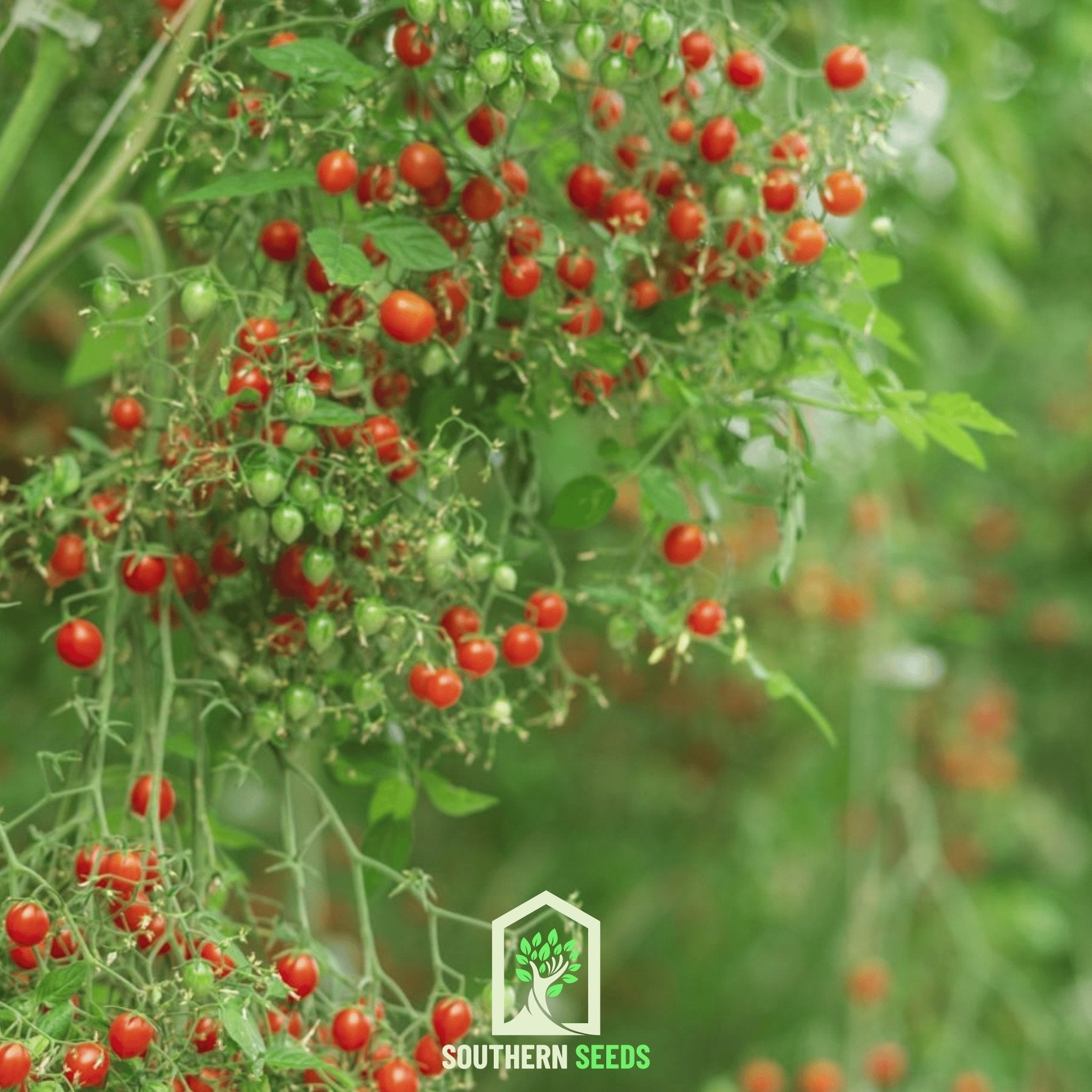 World's Smallest Tomato – Tomberry – 25 Seeds Southern Seeds