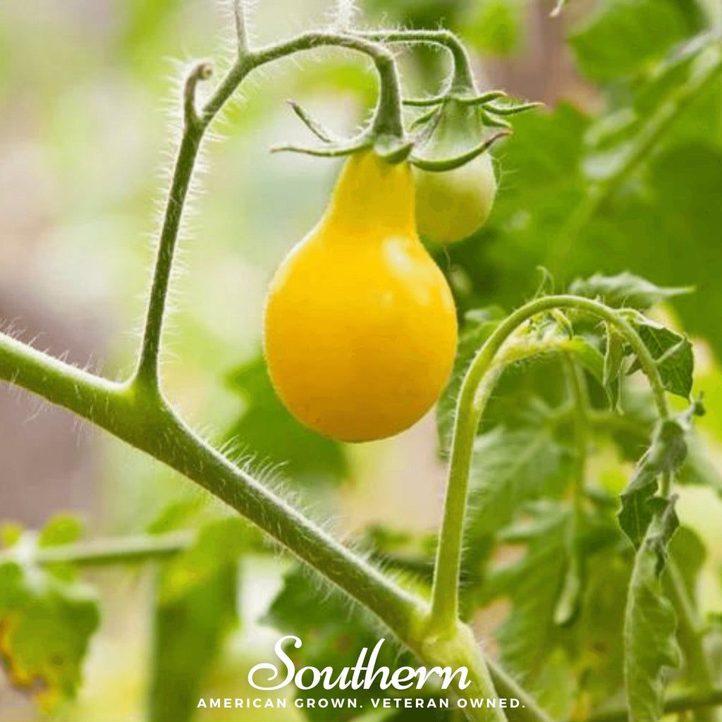 Yellow Pear Tomato – 50 Seeds Southern Seeds