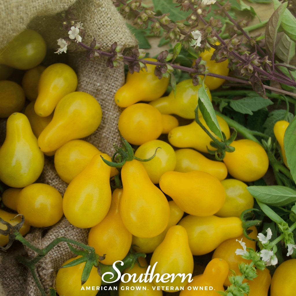 Yellow Pear Tomato – 50 Seeds Southern Seeds