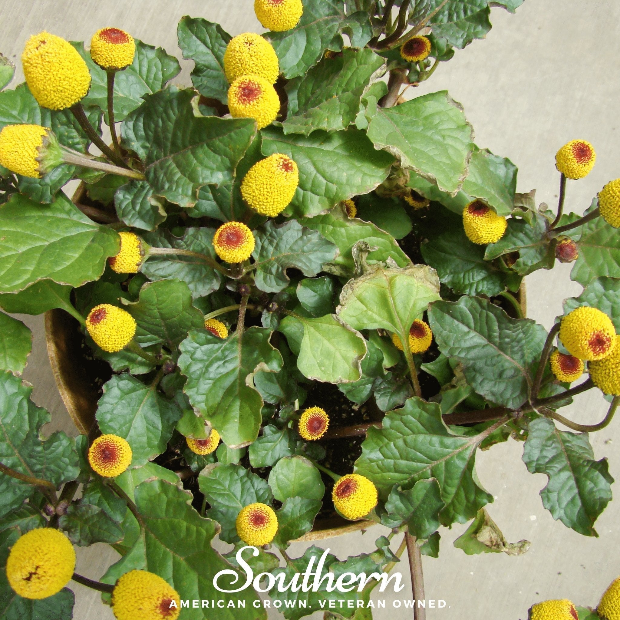 Toothache Plant – 50 Seeds Southern Seeds