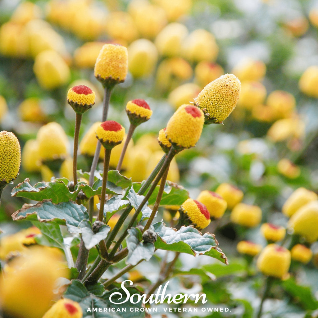 Toothache Plant – 50 Seeds Southern Seeds